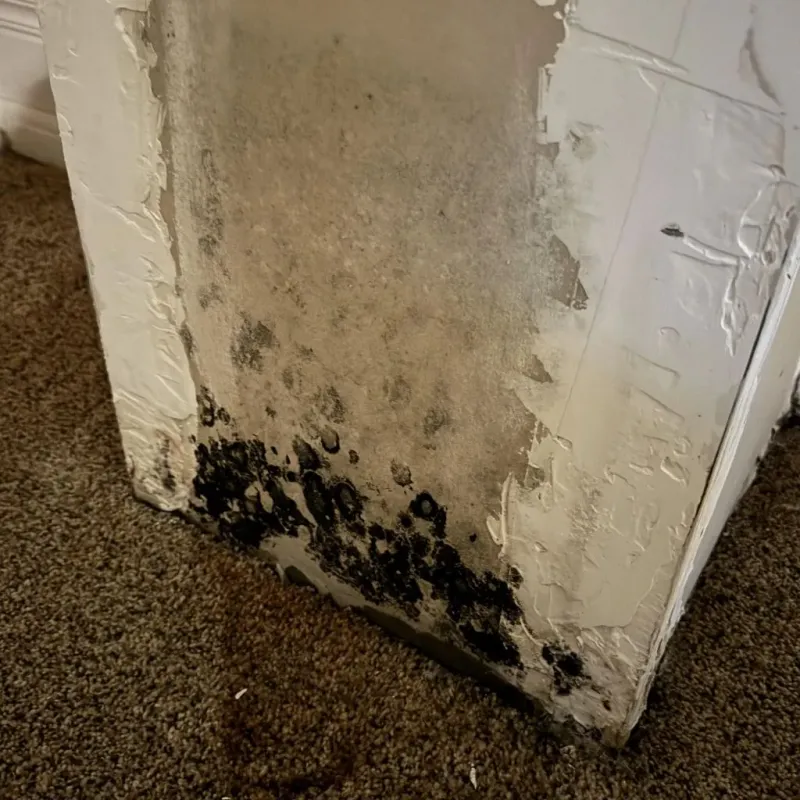 Professional Mold Removal in Concord, WI